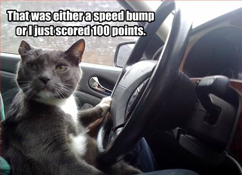 cat at the wheel