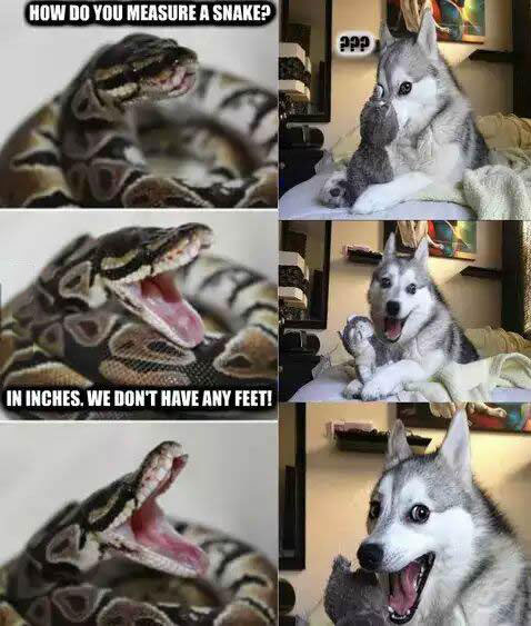 how-do-you-measure-a-snake-in-inches-we-dont-have-feet-pun-dog-and-pun-snake-meme-1438950628.jpg