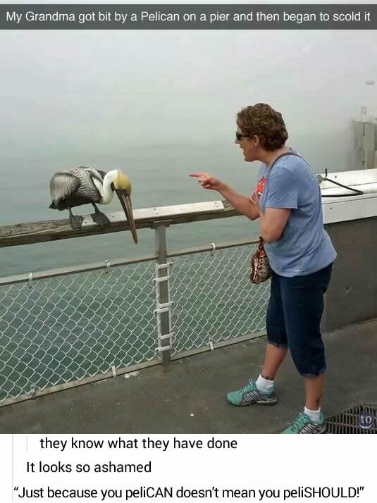 my grandma got bit by a pelican on a pier and then began to scold it, they what they have done, it looks so ashamed, just because you pelican doesn't mean you pelishould