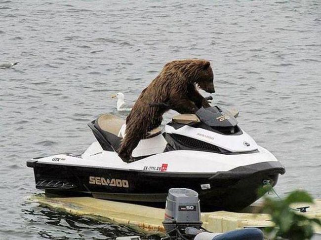 jsut a bear trying out a jetski