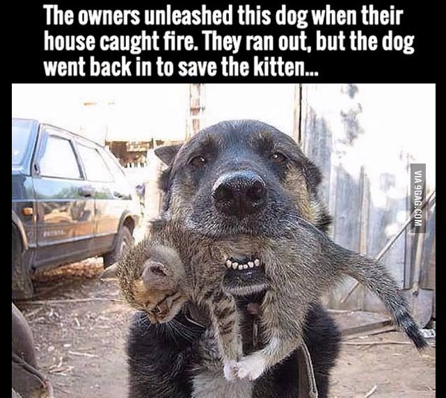 the owners unleashed this dog when their house caught fire, they ran out but the dog went back in to save the kitten