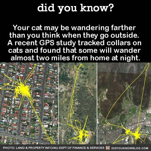 your cat may be wandering farther than you think when they go outside, a recent gps study tracked collars on cats and found that some will wander almost two miles from home at night