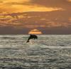 dolphin jumping out of the water in front of a sun set