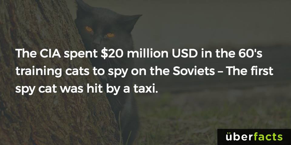 the via spent $20 million usd in the 60's training cats to spy on the soviets, the first spy cat was hit by a taxi