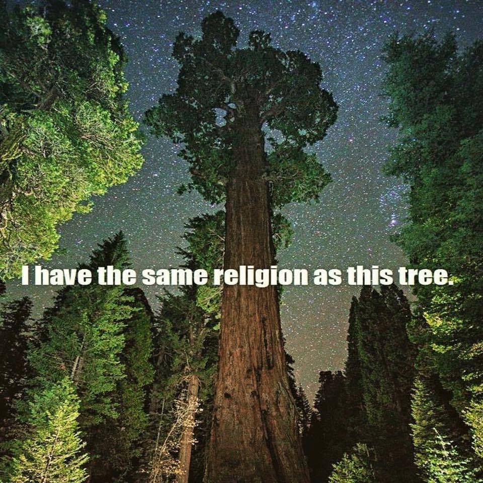i have the same religion as this tree