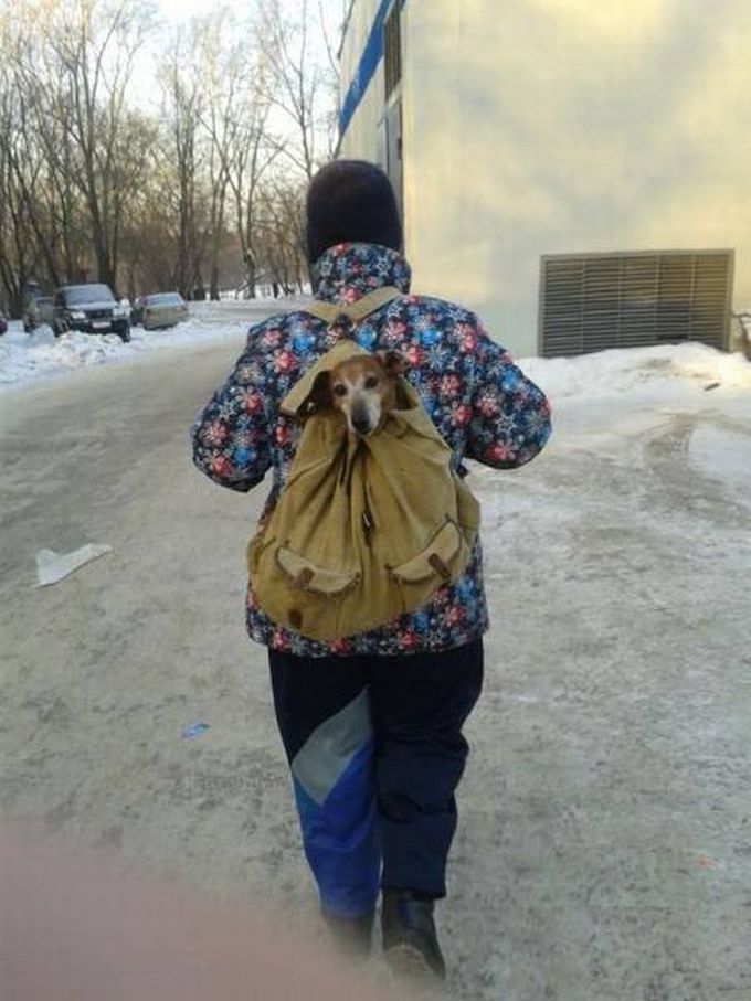 dog head sticking out of school bag