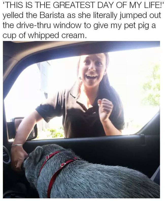 this is the greatest day of my life, yelled the barista as she literally jumped out the drive thru window to give my pet pig a cup of whipped cream
