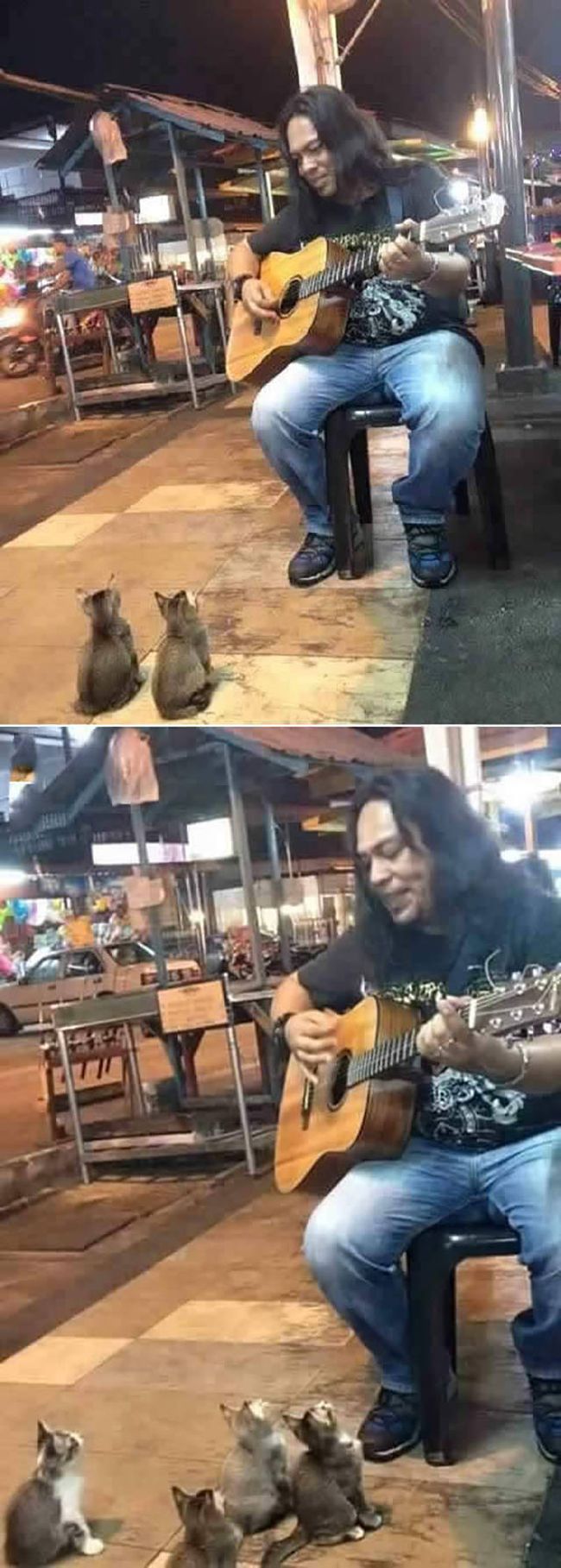guitar player attracts some kittens to listen in to his tunes