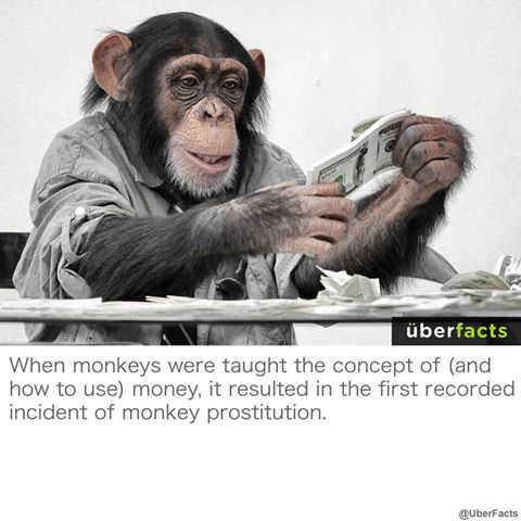 when monkeys were taught the concept of and how to use money, it resulted in the first recorded incident of monkey prostitution, uberfacts