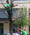 sawing the branch that you're holding onto is not the best idea, dangerous work environment