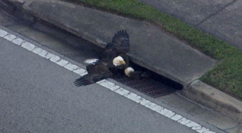 two bald eagles stuck in a storm drain become another perfect symbol for america in 2016
