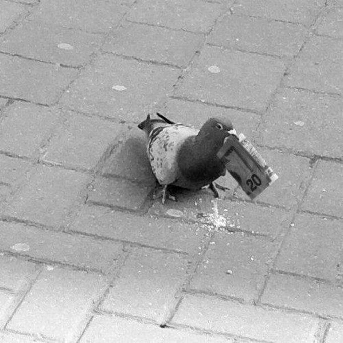 this pigeon has more money than you, 20 dollar bill in pigeon's beak 