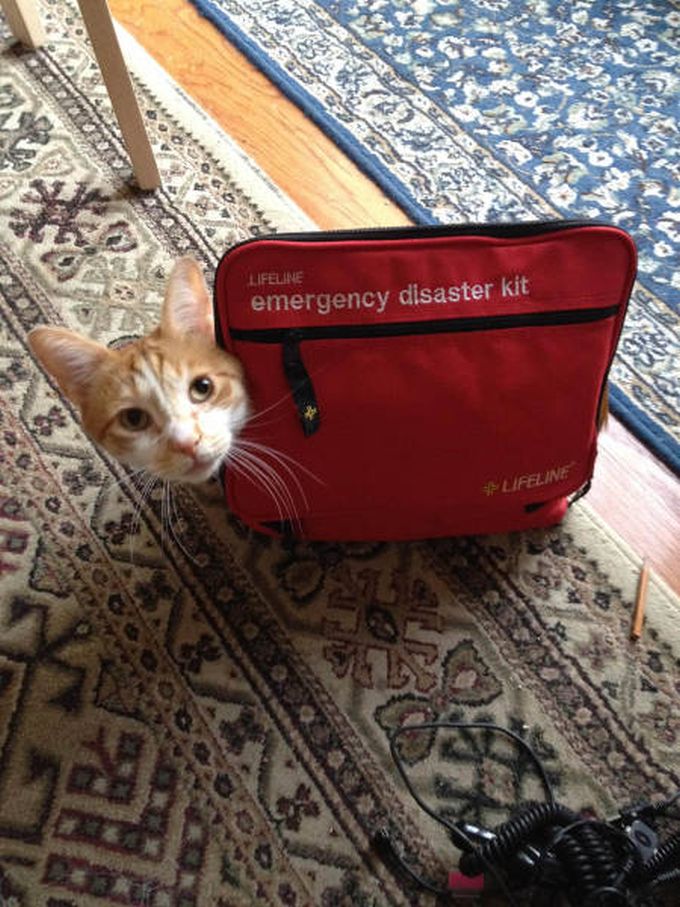 the only emergency disaster kit you'll ever need, a cat
