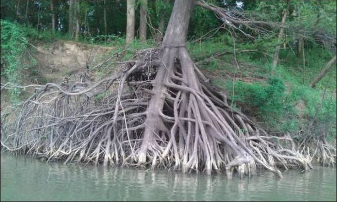 tree roots exposed by the side of the water