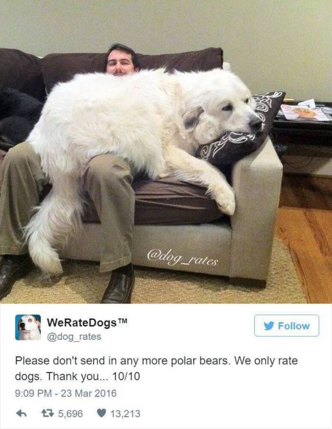 please don't send in any more polar bears, we only rate dogs, thank you, 10 10