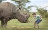 little boy feeding a rhinoceros