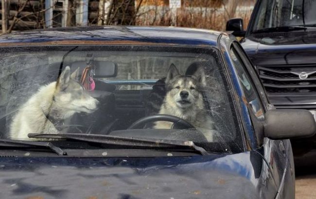 when you're stuck in traffic during a fight with the woman, two dogs in a car