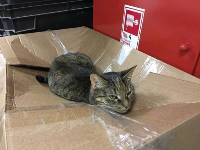 cat on box