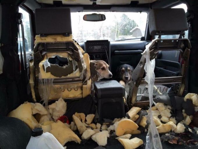 two dogs destroyed the inside of this car