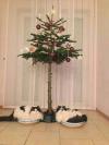how to protect your christmas tree from your cats