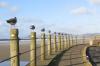 when posts are way too redundant, line of identical looking birds on fence posts