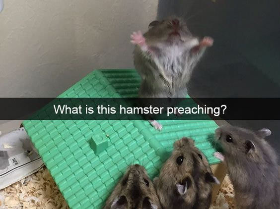 what is this hamster preaching?