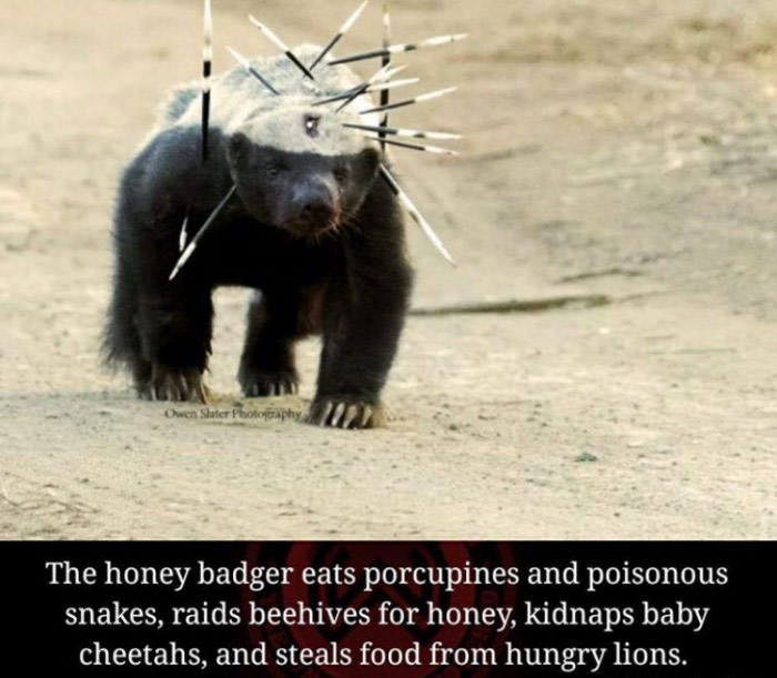 the honey badger eats porcupines and poisonous snakes, raids beehives for honey, kidnaps baby cheetahs, and steals food from hungry lions