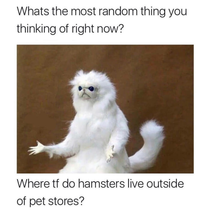 watts the most random thing you thinking of right now, wtf do hamsters live outside of pet stores?