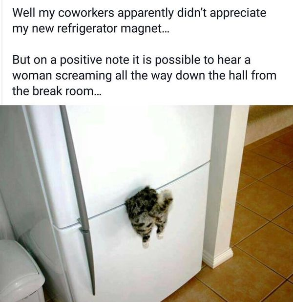 well my coworkers apparently didn't appreciate my new refrigerator magnet, but on a positive note it is possible to hear a woman screaming all the way down the hall from the break room, cat stuck in fridge