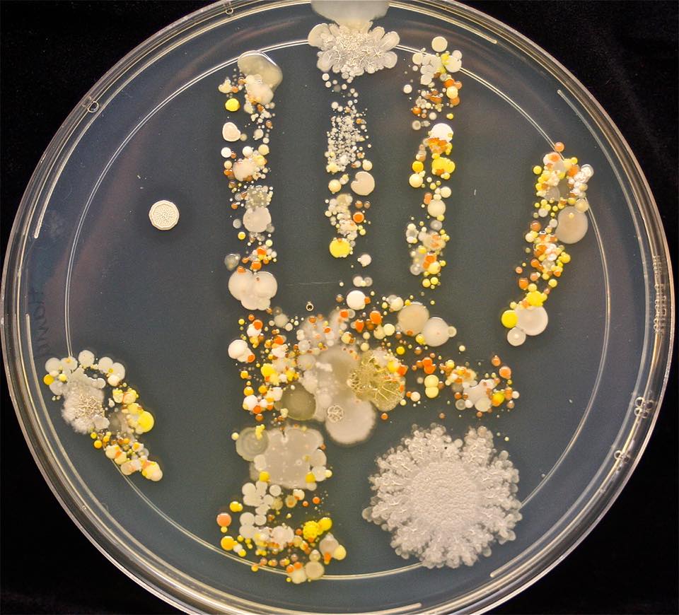 this is a photograph of the microbes left behind from the handprint of an 8 year old boy after playing outside, the print itself represents several days of growth as different yeasts, fungi, and bacteria are allowed to incubate