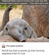 elephant brains react to humans the same way that human brains react to puppies, they think we're cute