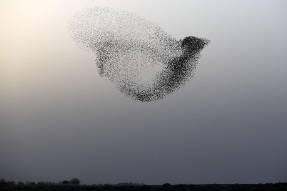 this impressive image of a starling murmuration was captured near the southern israeli city of rahat, negev desert, a starling murmuration can be an amazing sight as thousands of birds swirl around the sky at sunset