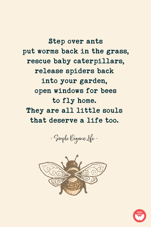 step over ants, put worms back in the grass, rescue baby caterpillaws, release spiders back into your garden, open windows for bees to fly home, they are all little souls that deserve a life too