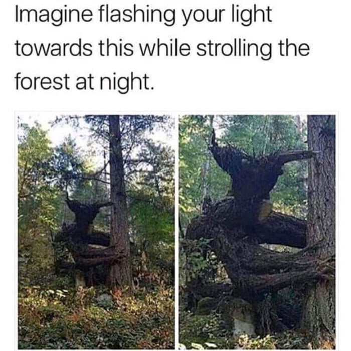 imagine flashing your light towards this while strolling the forest at night