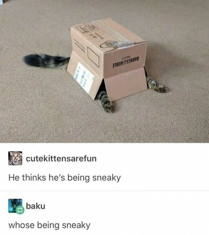 he thinks he''s being sneaker, whose being sneaky, cat under box