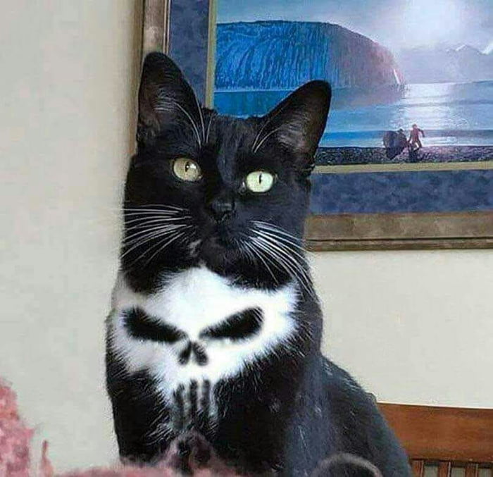 our cat is a real punisher, skull fur pattern