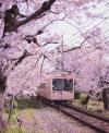 train in japan through rose bushes