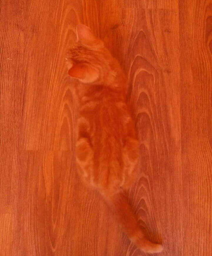 apparently cats have evolved hardwood floor camouflage