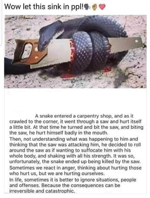a snake entered a carpentry shop, it went through a saw and hurt itself a little bit, at that time he turned and bit the saw and hurt himself, in life sometimes it is better to ignore situations, people and offences