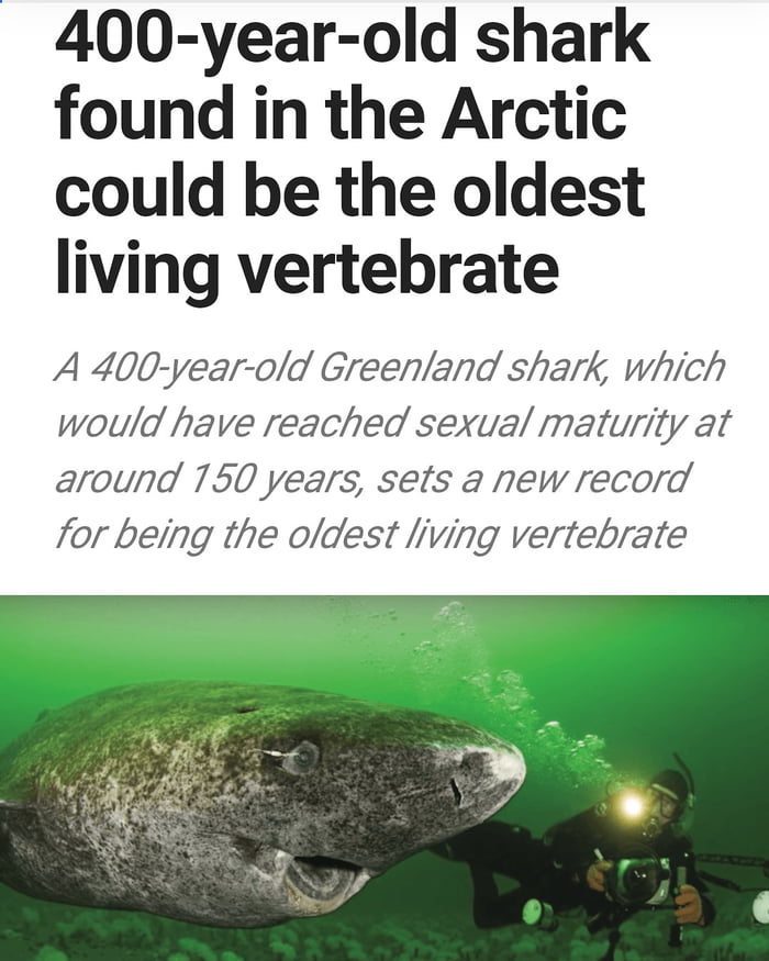 400 year old shark found in the arctic could be the oldest living vertebrate, which would have reached sexual maturity at around 150 years, sets a new record for being the oldest living vertebrate