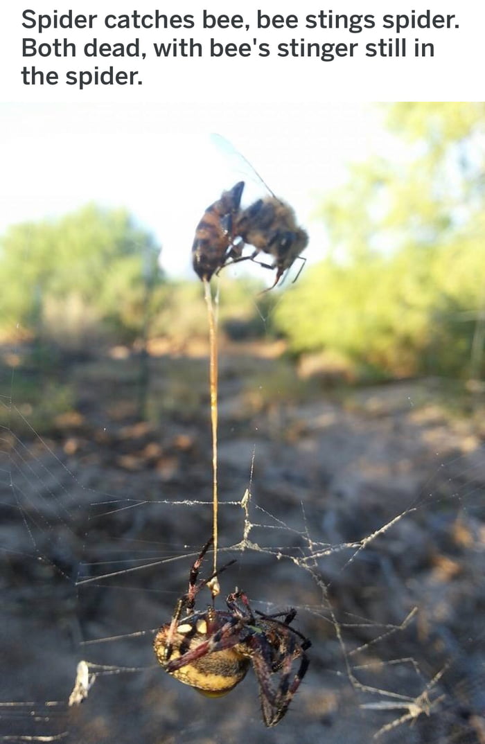 spider catches bee, bee stings spider, both dead, with bee's stinger still in the spider, nature is savage
