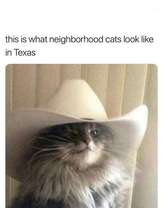 this is what neighbourhood cats look like in texas