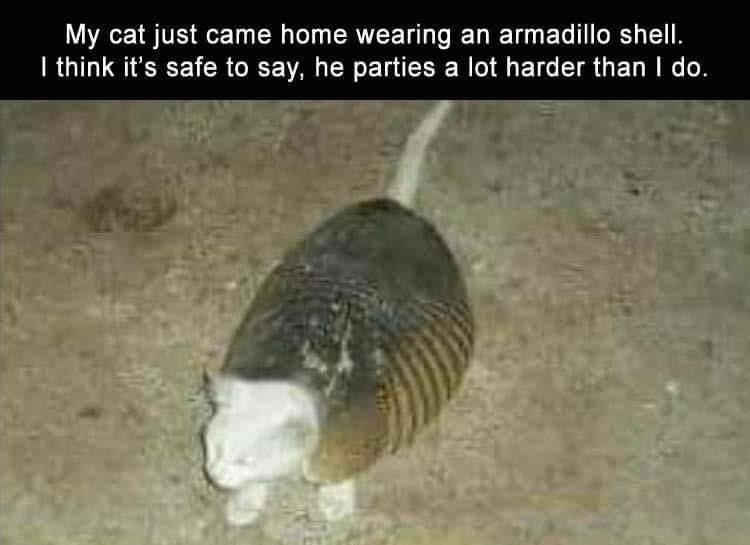 my cat just came home wearing an armadillo shell, i think it is safe to say, he parties a lot harder than i do