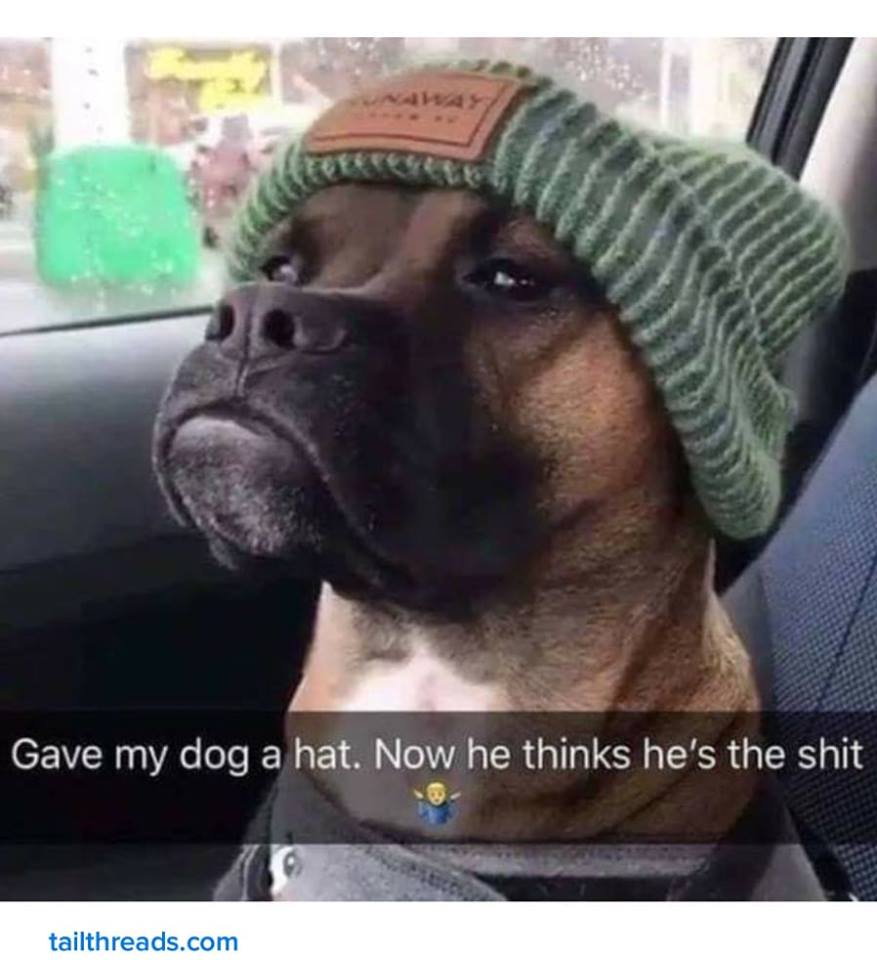 gave my dog a hat, now he thinks he's the shit