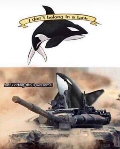 i don't belong in a tank, just kidding, this is awesome, killer whale in a tank