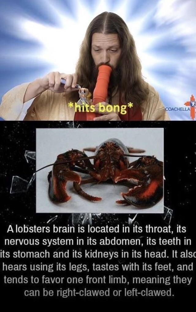hits bong, a lobsters brain is located in its throat, its nervous system in its abdomen, its teeth in its stomach and its kidneys in its head, it also hears using its legs, tastes with its feet, and tends to favour one front limb
