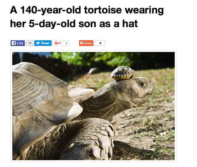 a 140 year old tortoise wearing her 5 day old son as a hat