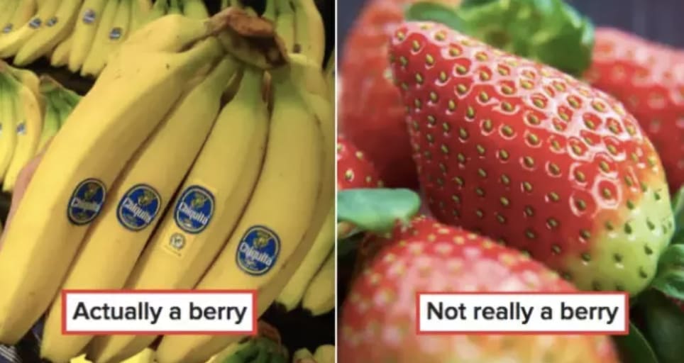 bananas are berries and strawberries are not