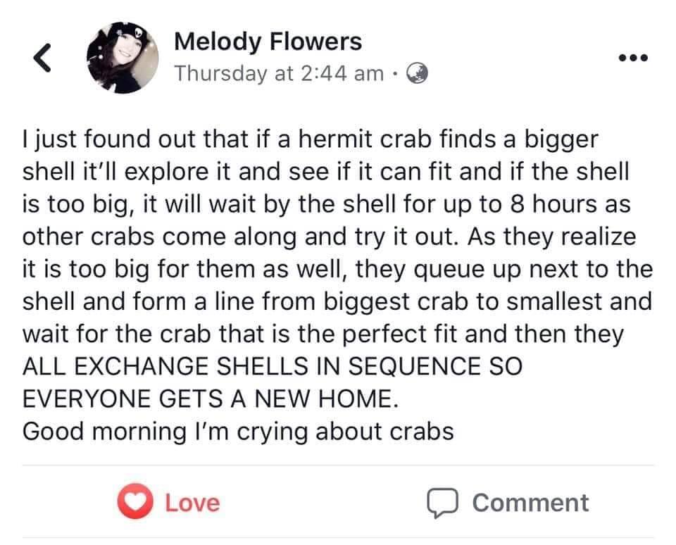 i just found out that if a hermit crab finds a bigger shell, it'll explore it and see if it can fit and if the shell is too big, it will wait by the shell for up to 8 hours as other crabs come along and try it out, they queue up