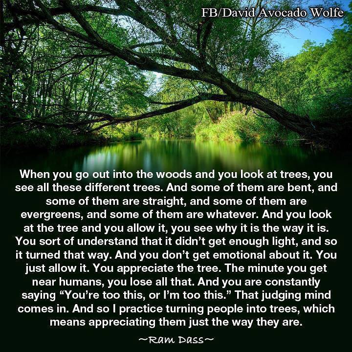 when you go out into the woods and you look at the trees, you see all these different tress, some are bent, some are straight, some are evergreens, you look at the tree and you allow it, just the way you are, appreciate